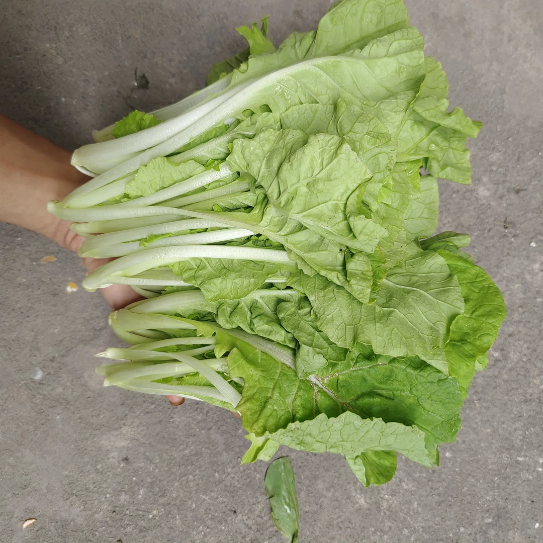 (小白菜)潮汕本地新鲜小白菜新鲜采摘干水发货顺丰包邮
