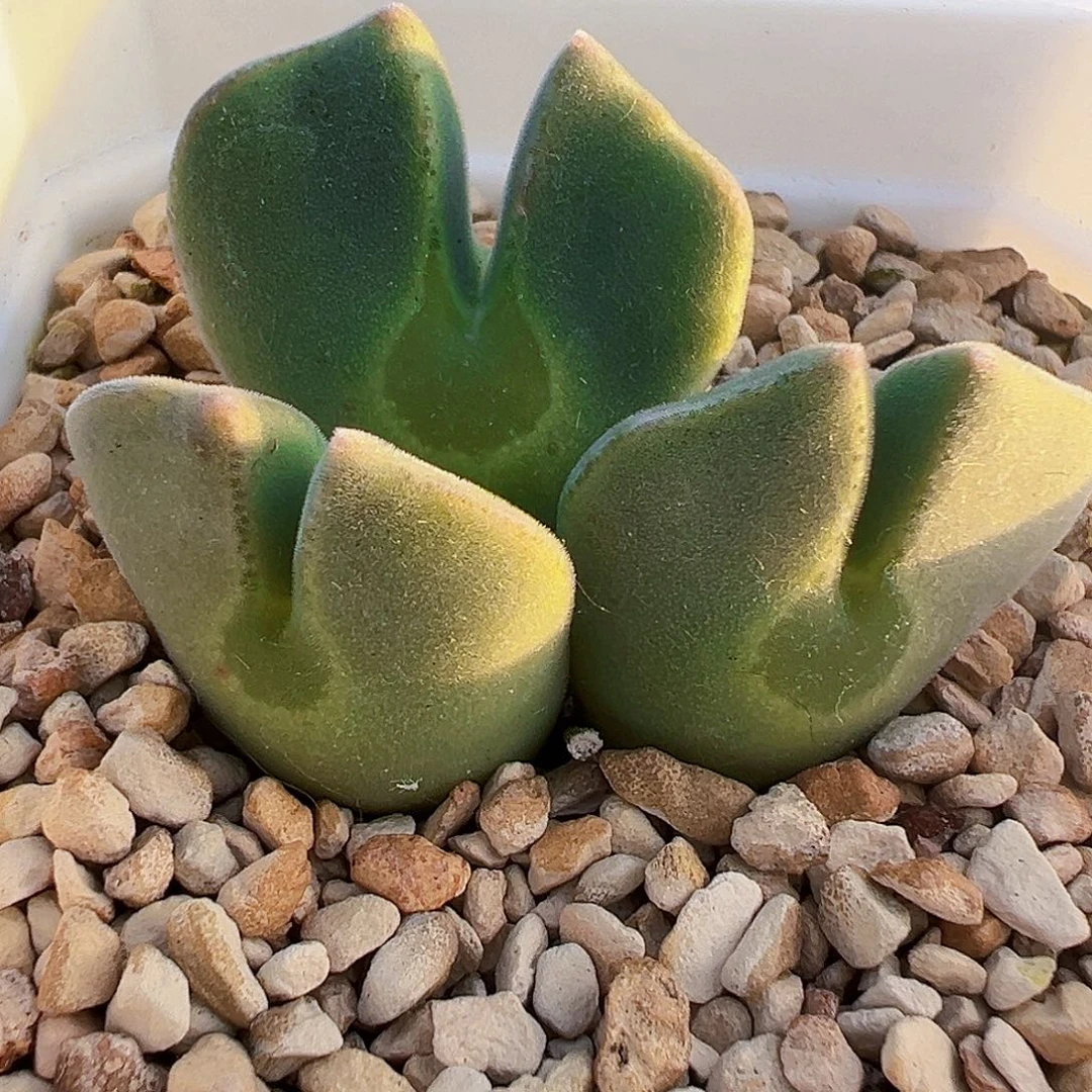 无花朵sb793 大眼睛母本株