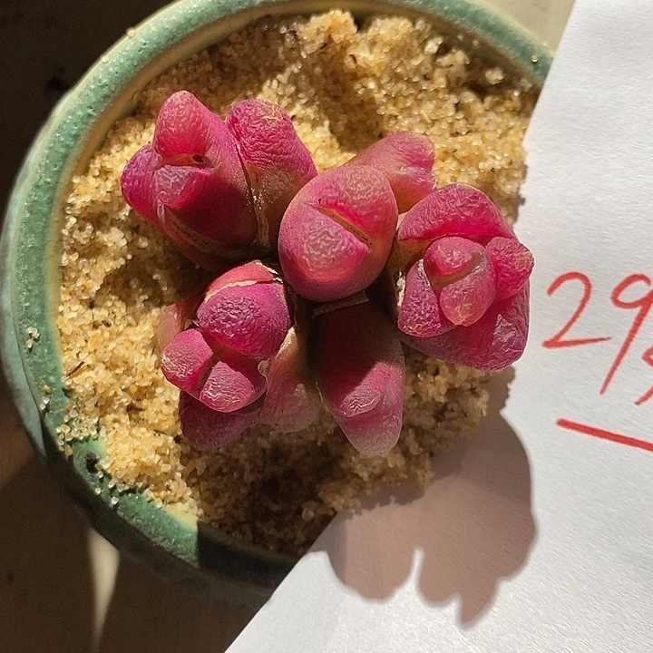 29325。  一颗。群生。