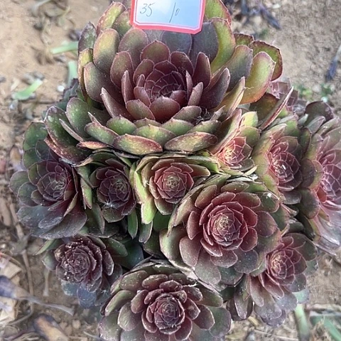 多肉植物红魔35号