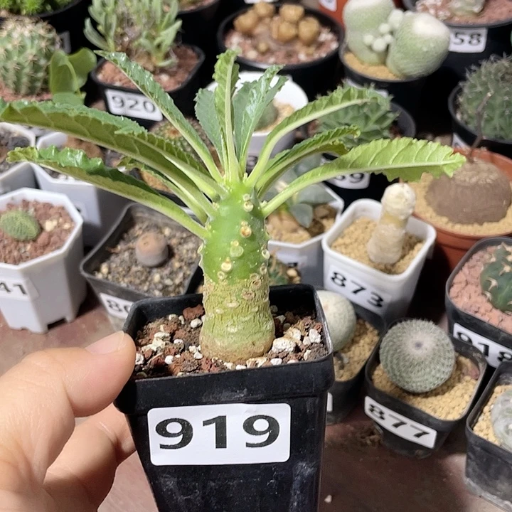 所***得919椰子琉桑块根植物