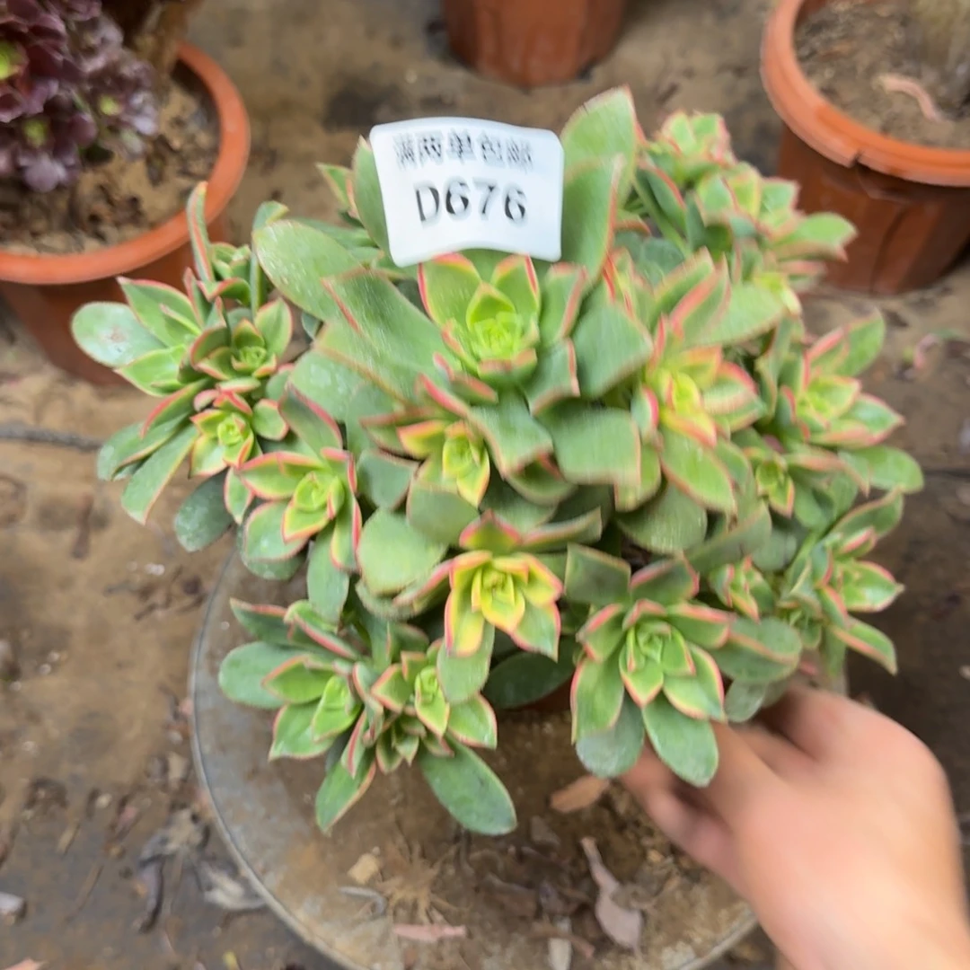 676艳日辉法师多肉