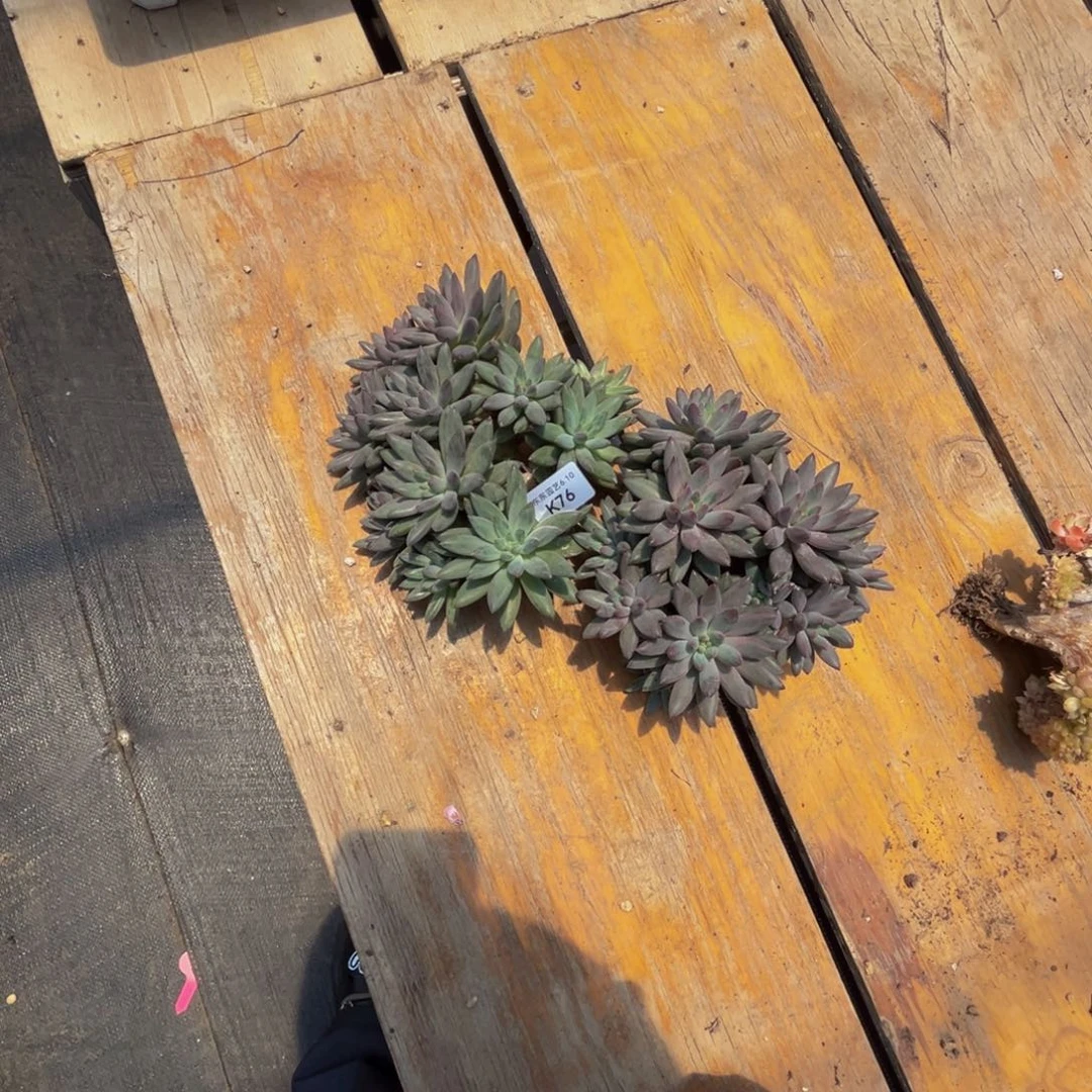 娟**?k 76两颗虞美人群生