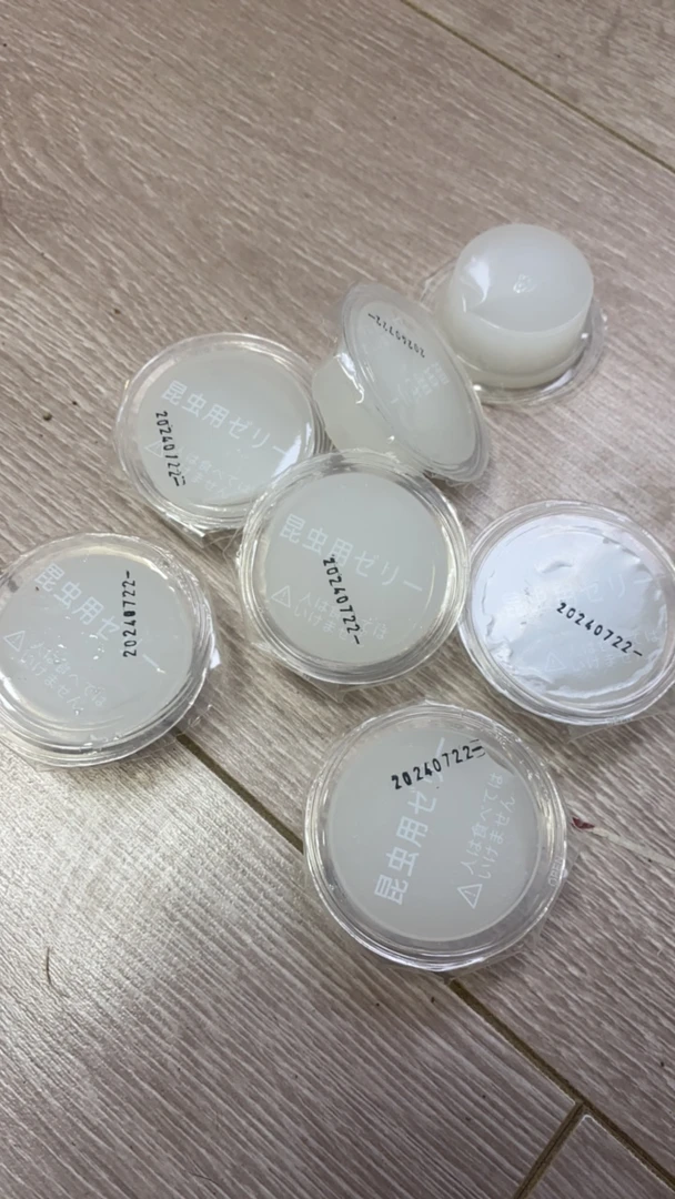 甲虫果冻 甲虫成虫食物