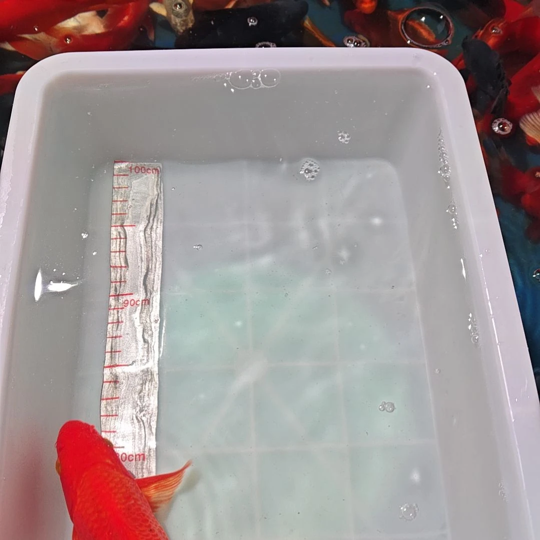 中国大陆冷水观赏鱼蝴蝶鲤