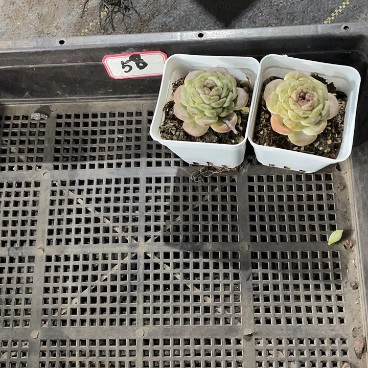 F***y58号筐带盆土发货