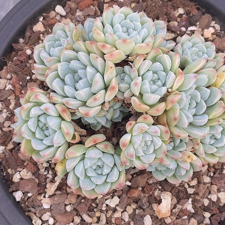 奶油美人27125多肉植物