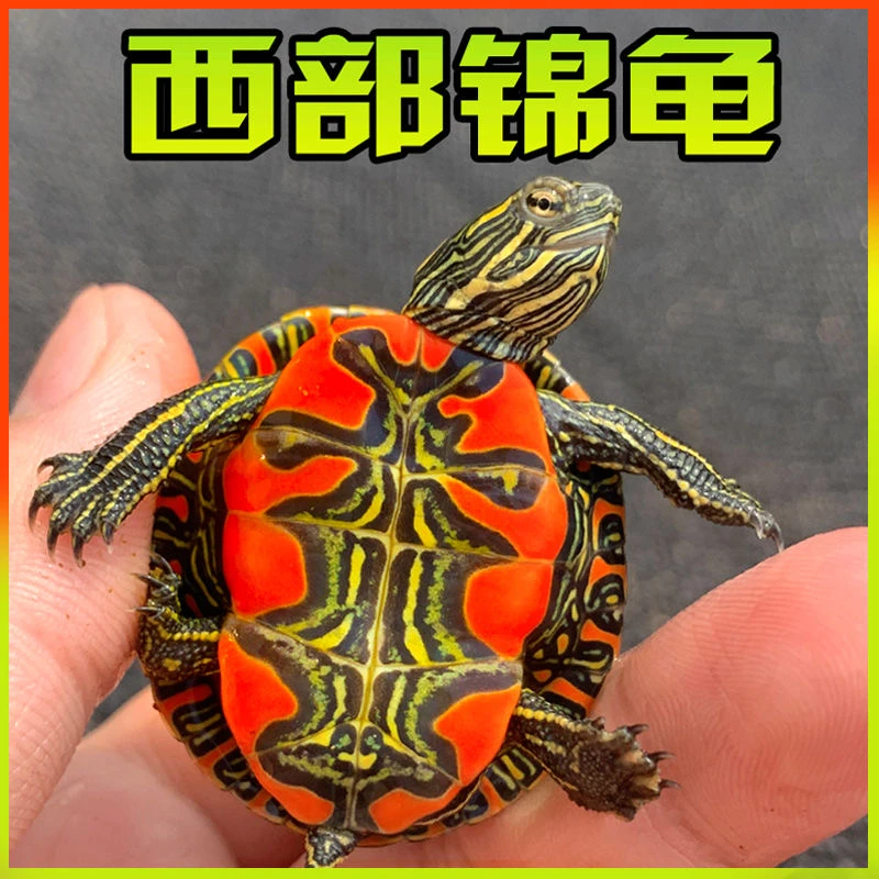 【直播间专用浮力】西部锦龟深水龟