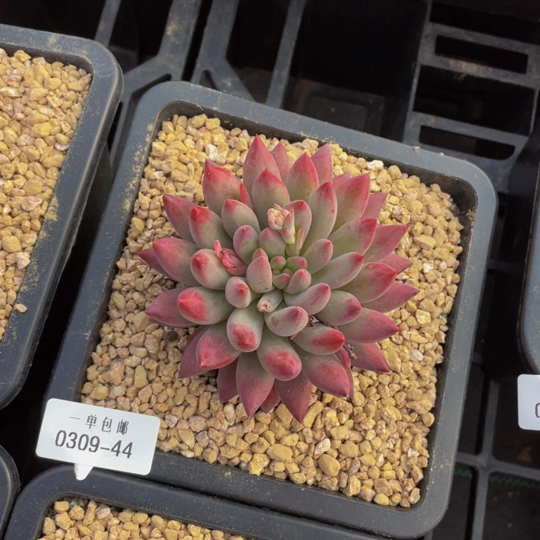 0309-44-百媚生。。。。。。