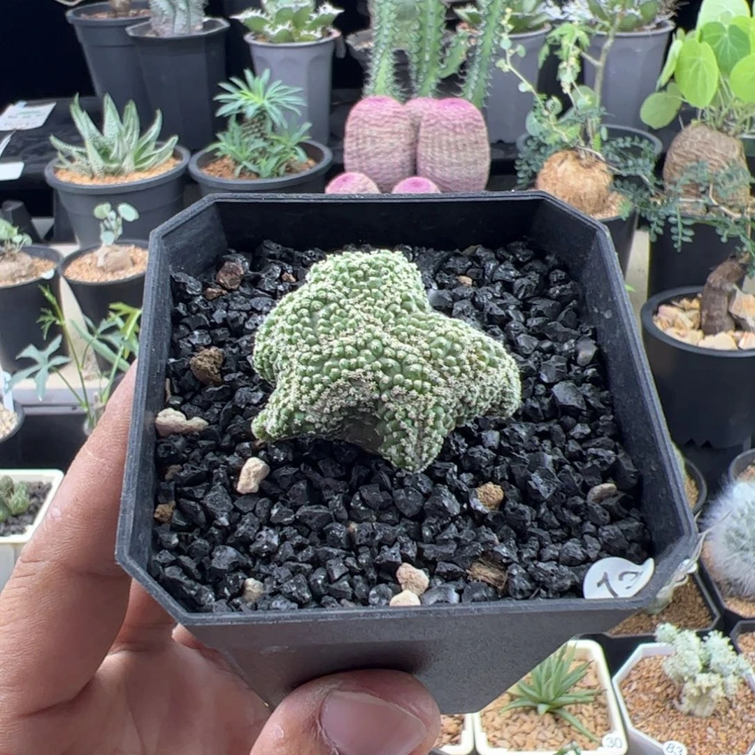 菊水缀化实生一物一拍带盆发