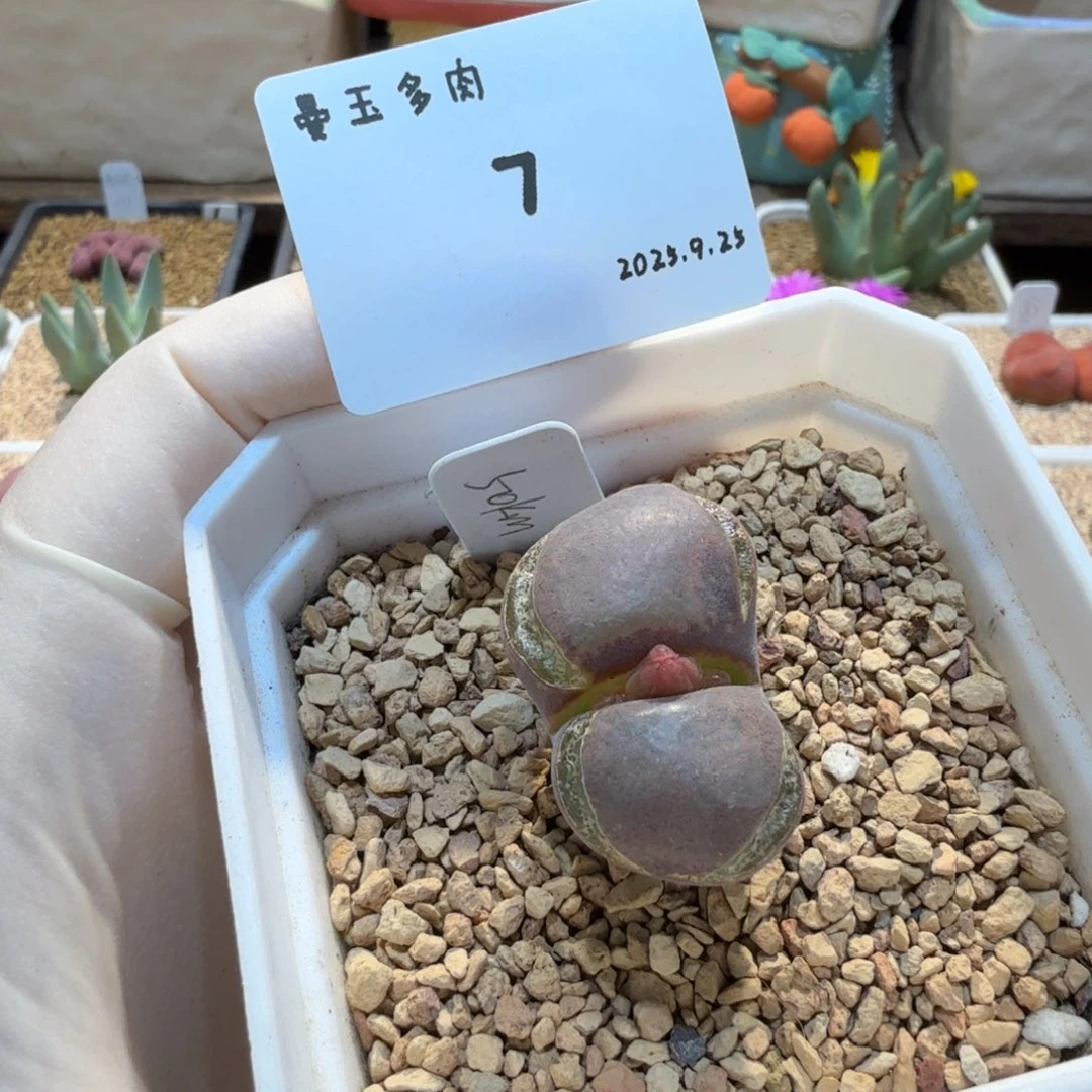 多肉多肉多肉9.25-007 肯哈德se