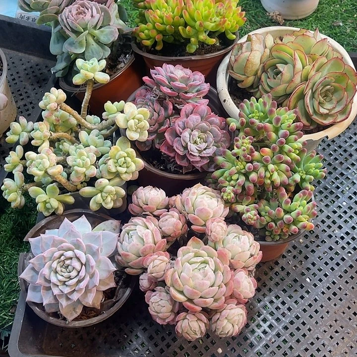 3817，筐拍，微瑕，不售后