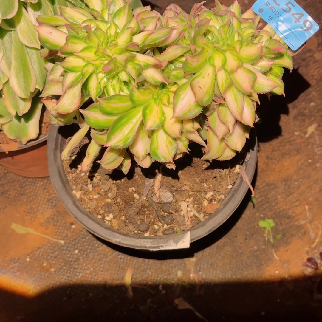 多肉植物549幻彩