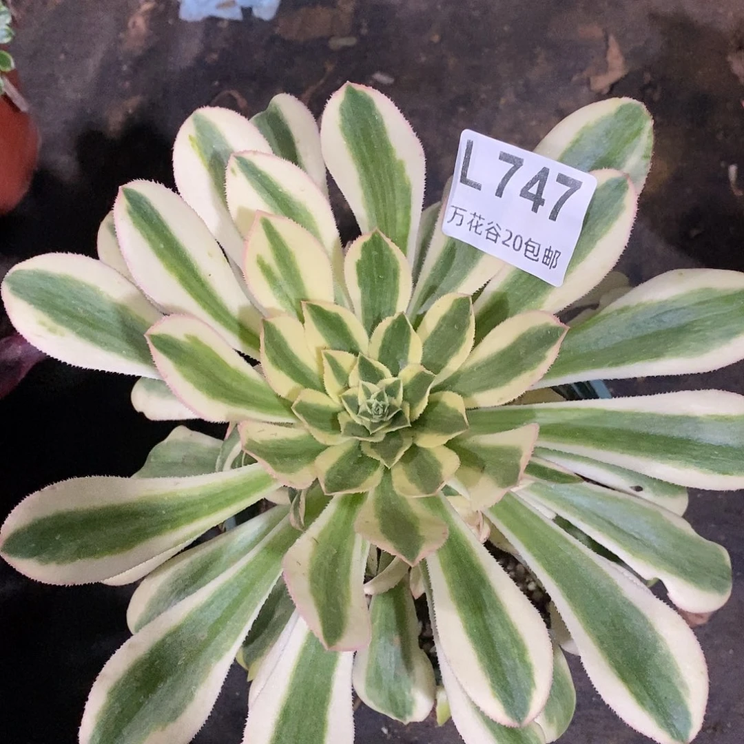 747保时捷多肉植物