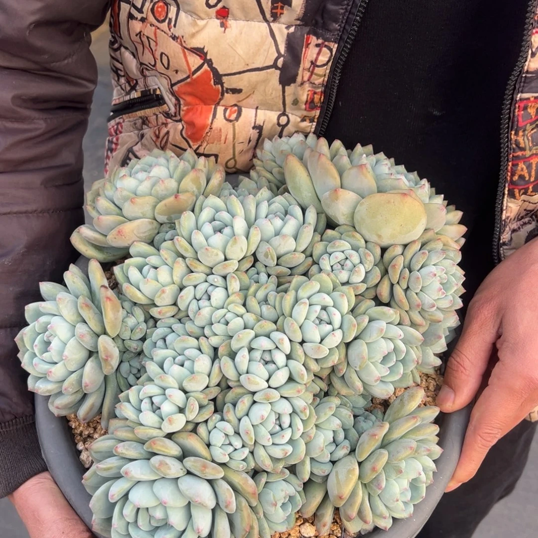 凡***心望舒脱土发货，30cm