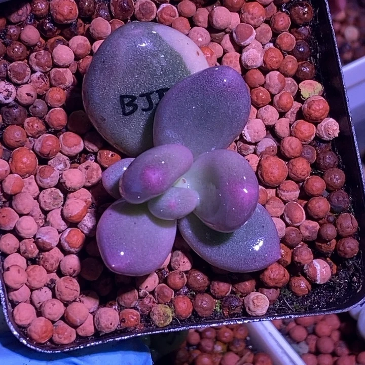 白大叶奶酪锦多肉植物