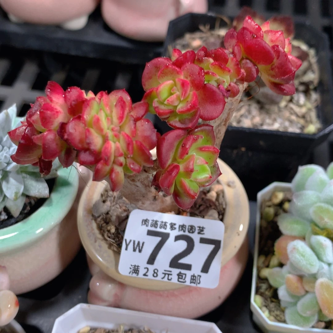 5CM拇指盆精控多肉YW727