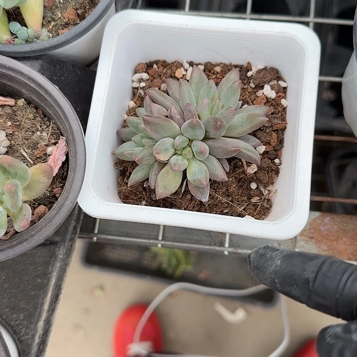 渡**音青蛙王子儿童牙膏111