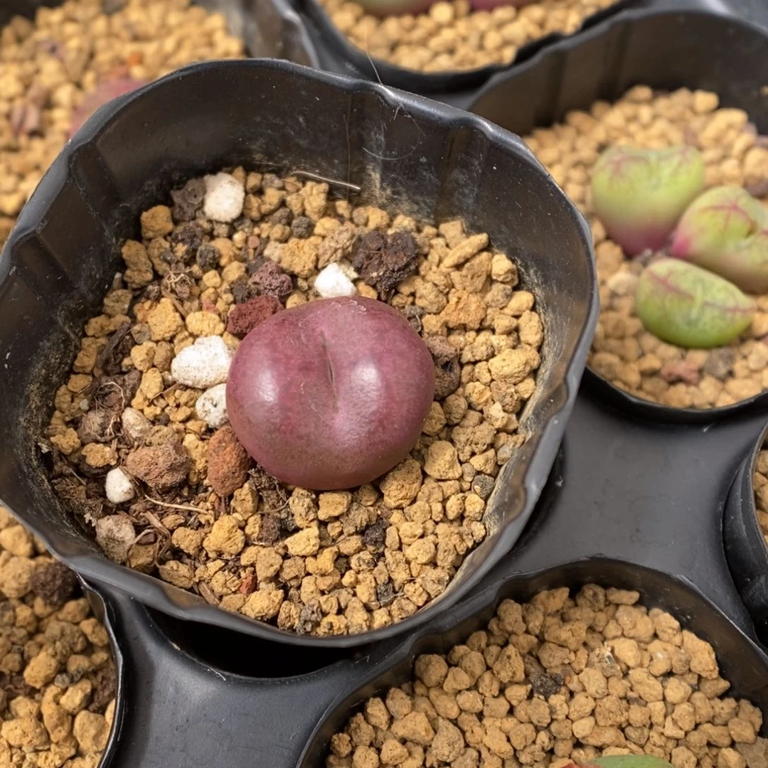 多肉植物肉锥杂交K-3591 吕杂