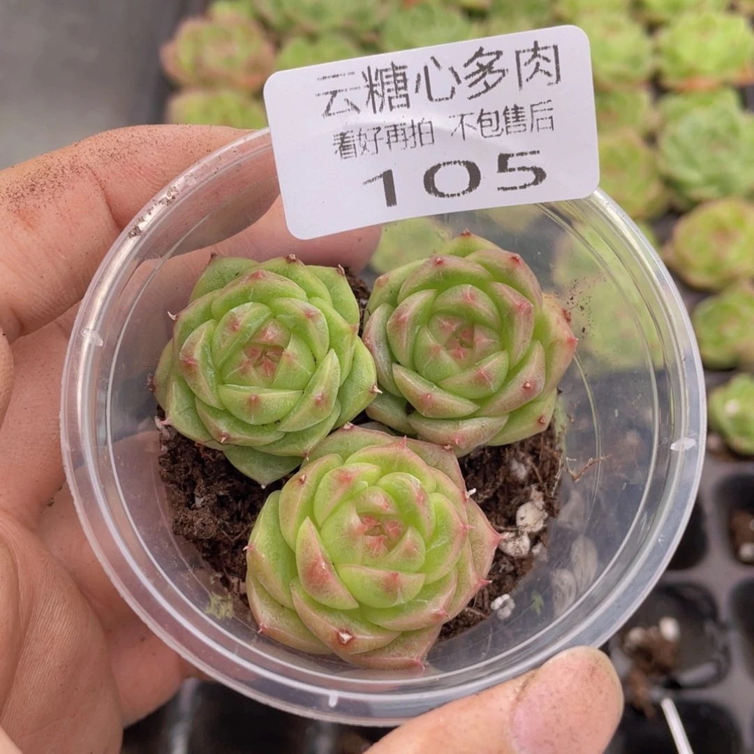 云糖心多肉植物105