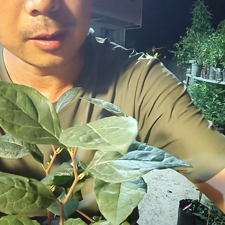无花朵紫气东来嫁接小的