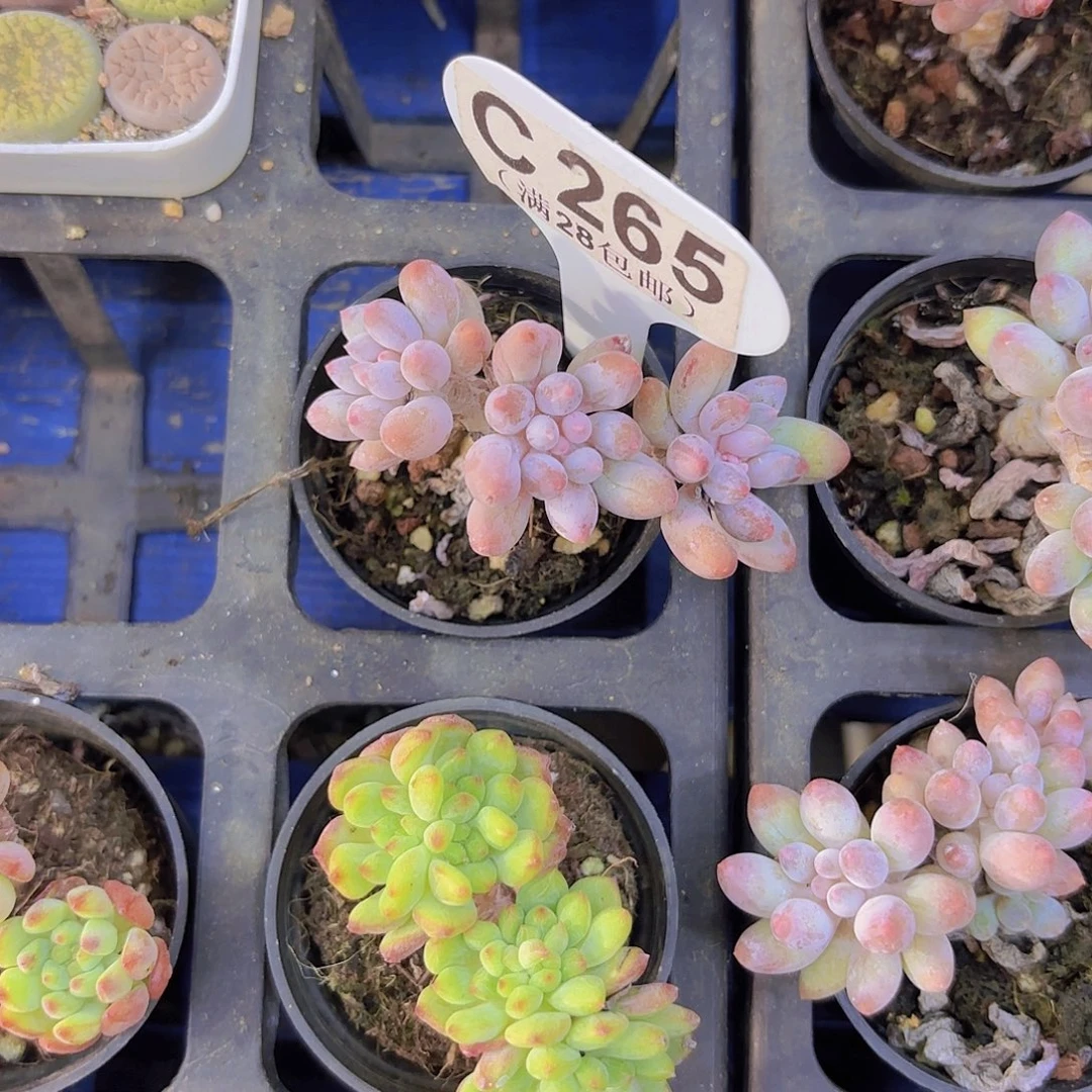 C265手指一物一拍