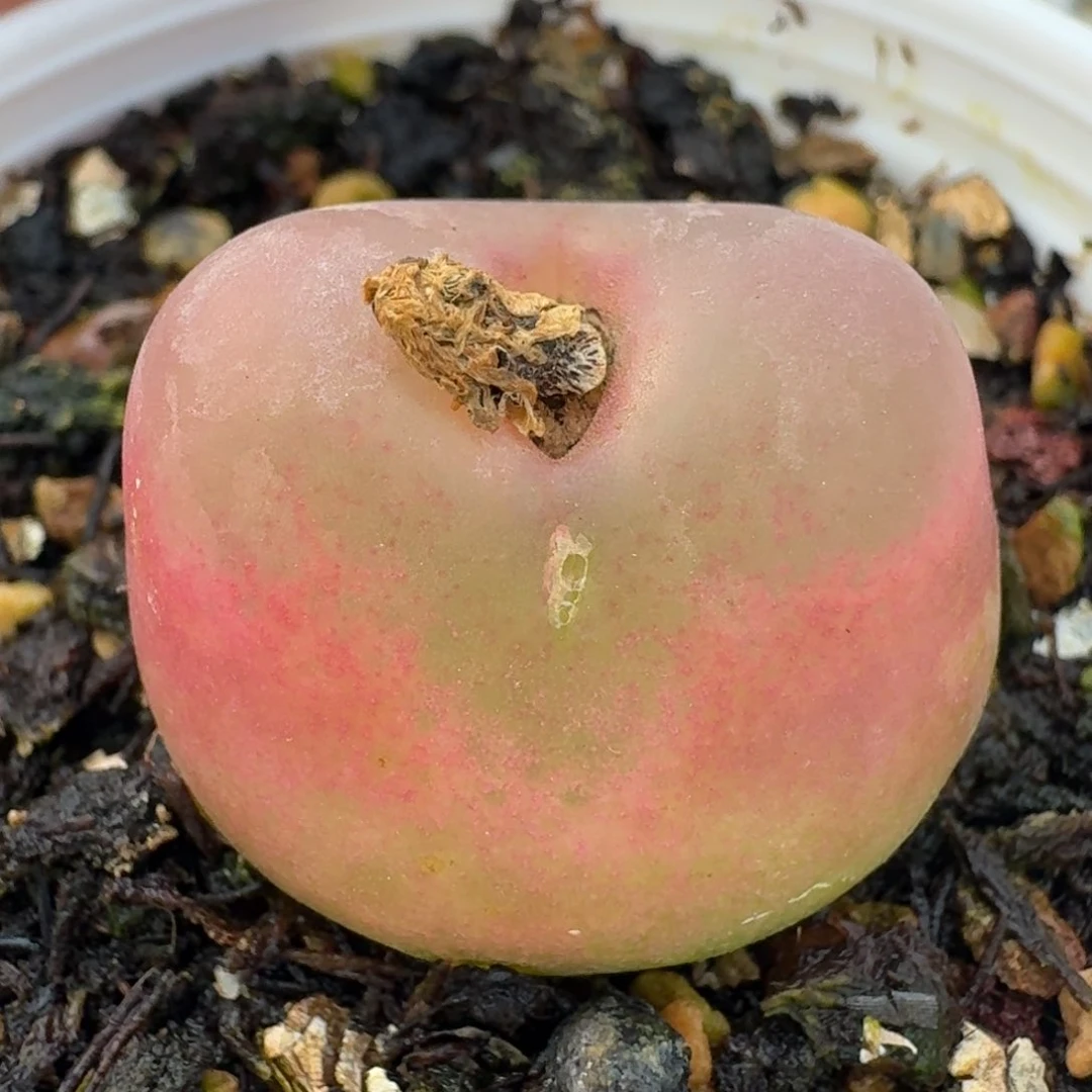 286脱土发货0000000000