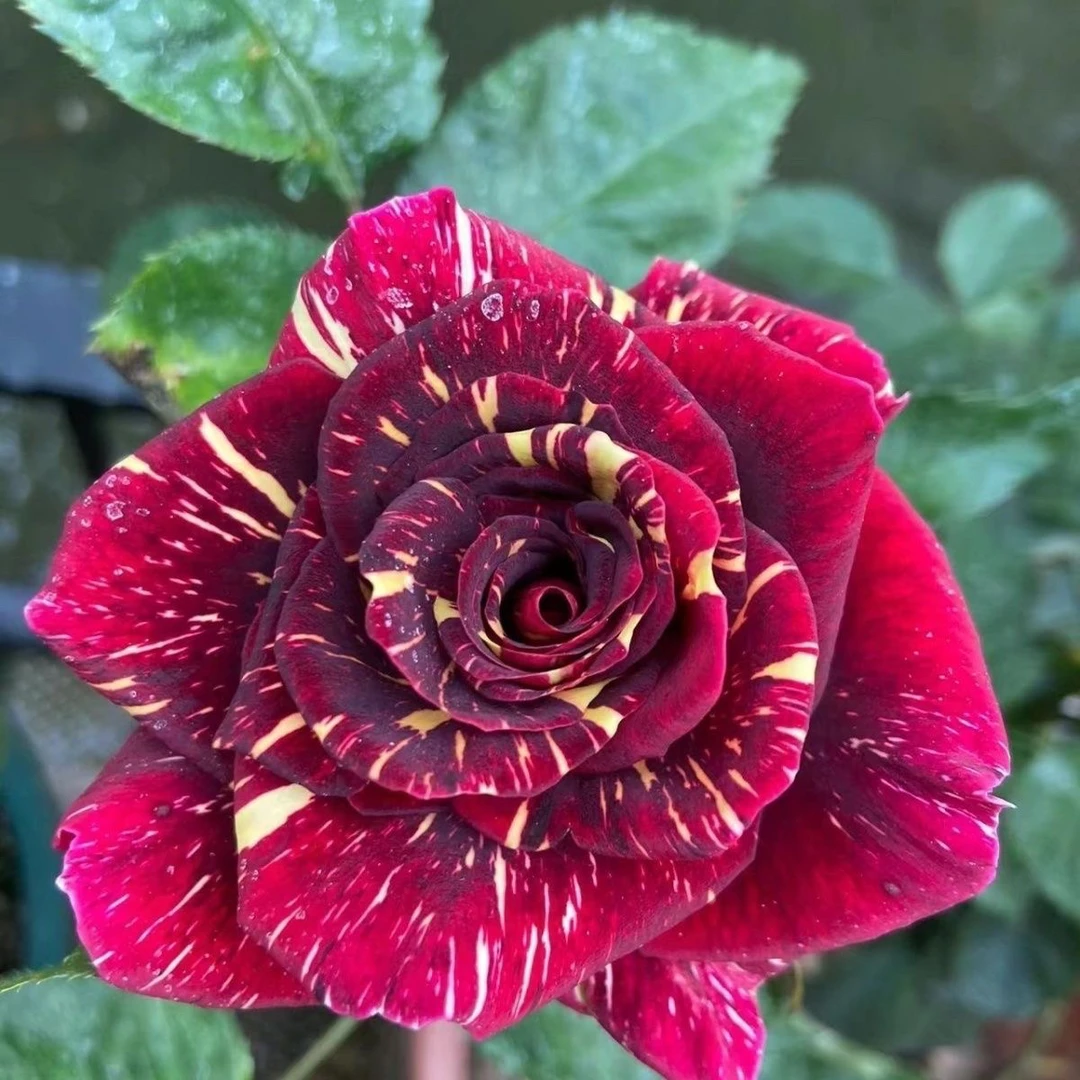 流星雨月季花苗灌木切花可变三种颜色不固定品种阳台庭院花室外