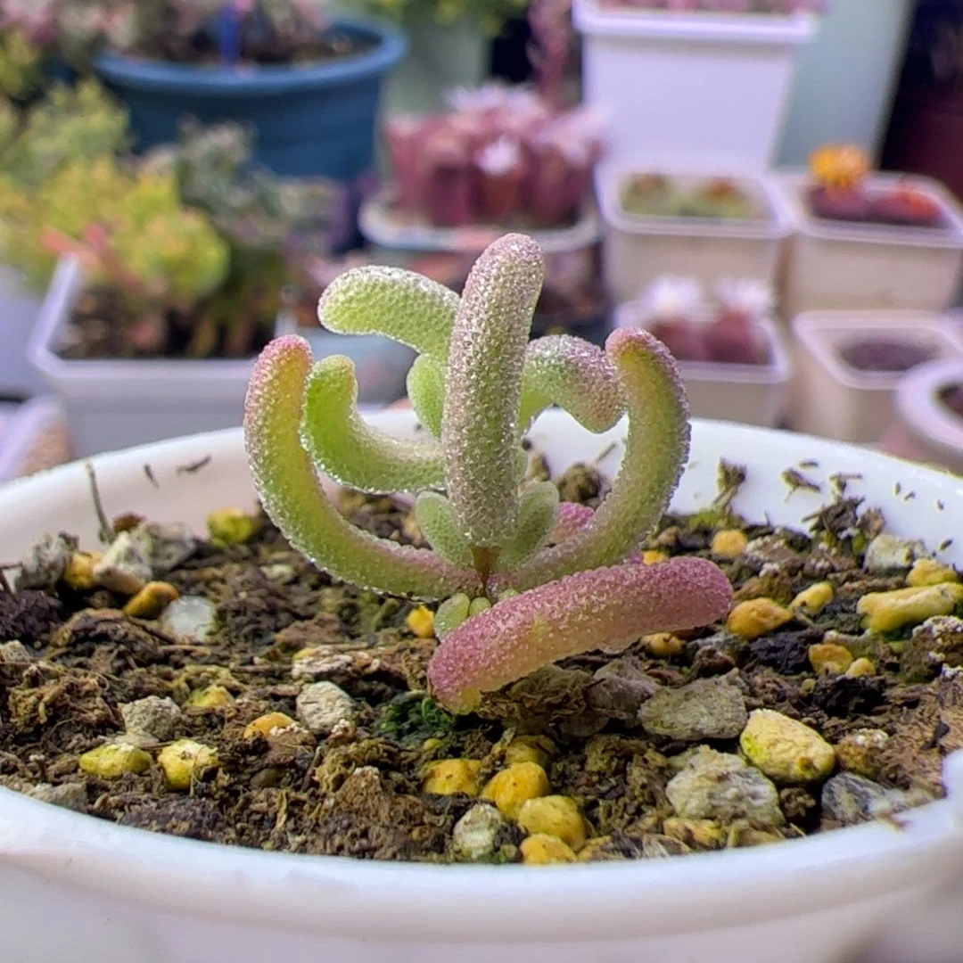 多肉植物枝干紫闪光