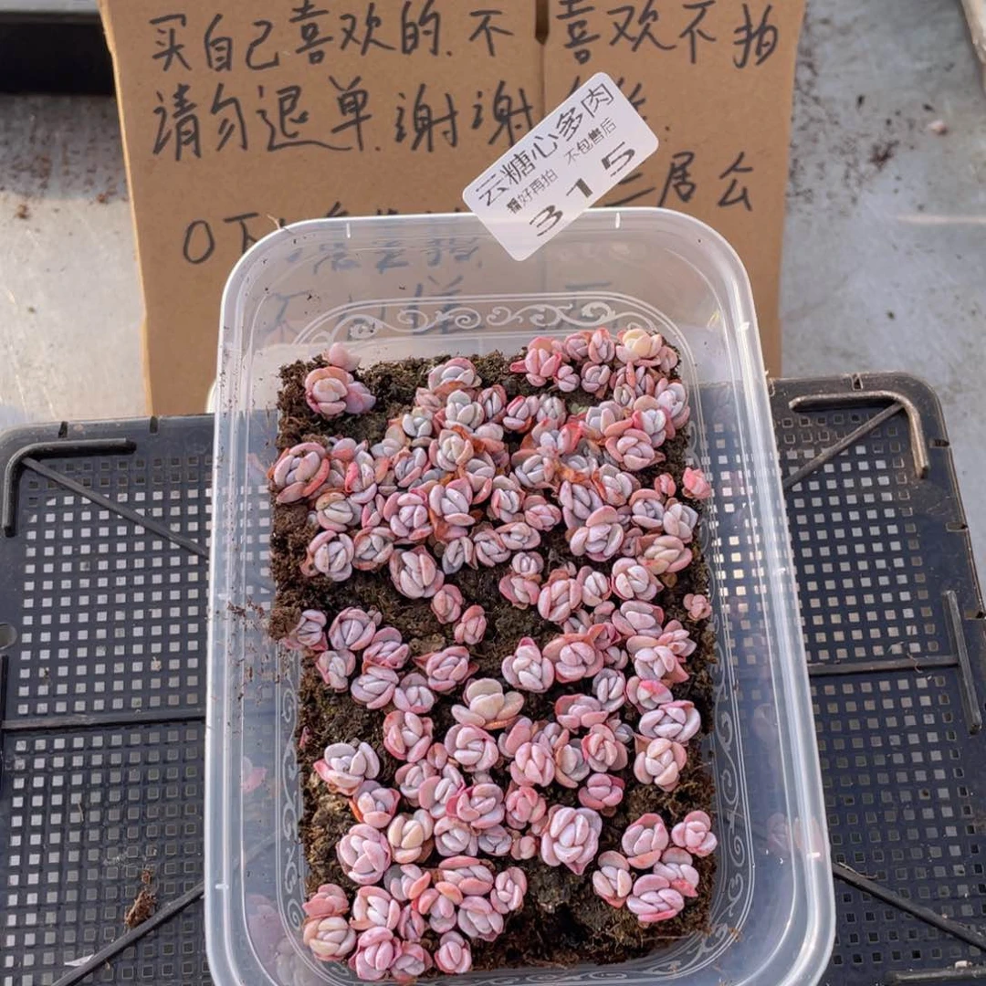 云糖心多肉植物315