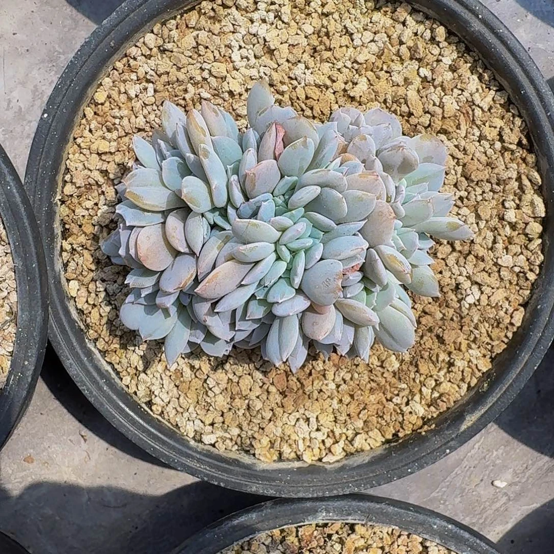 白茶 缀化 一物一拍