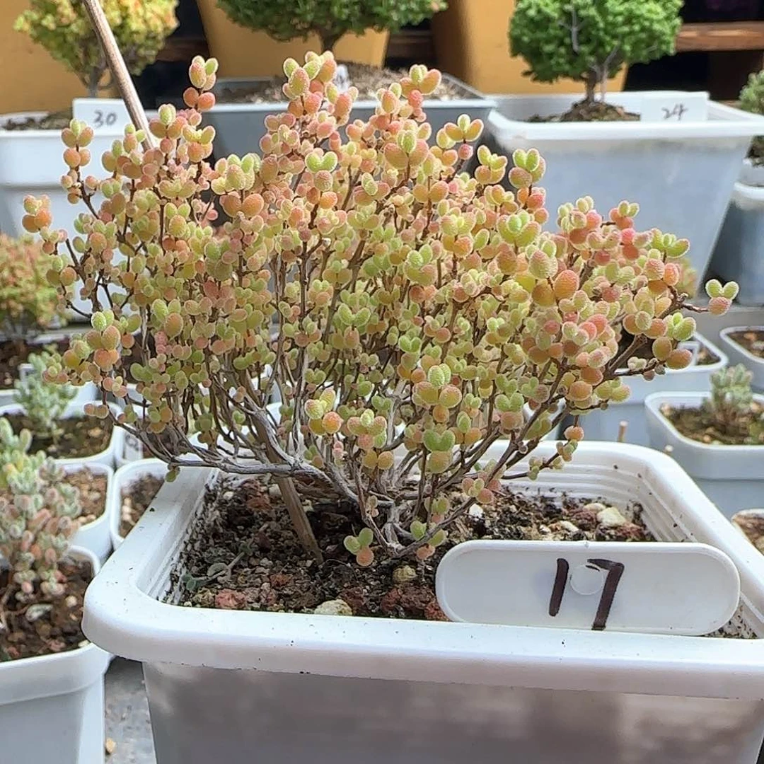 福利出蜜橘糖球。。