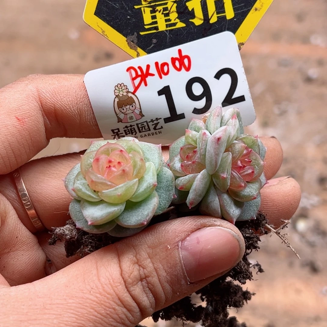 多肉植物多肉植物