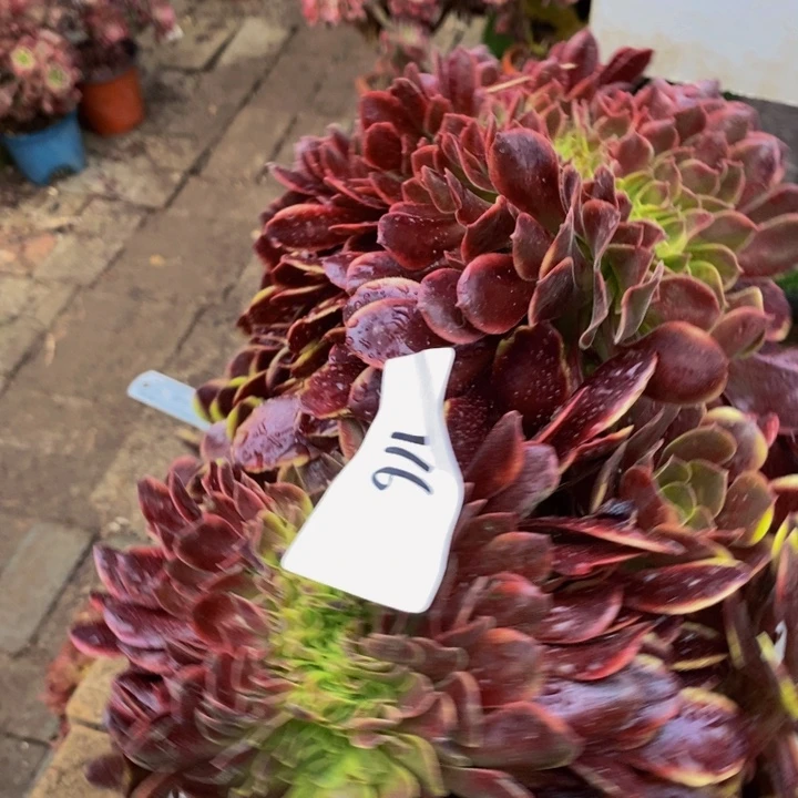 春***来116欧莉莉一颗多肉植物