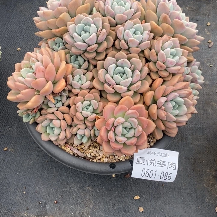 夏悦多肉0601-86花版露
