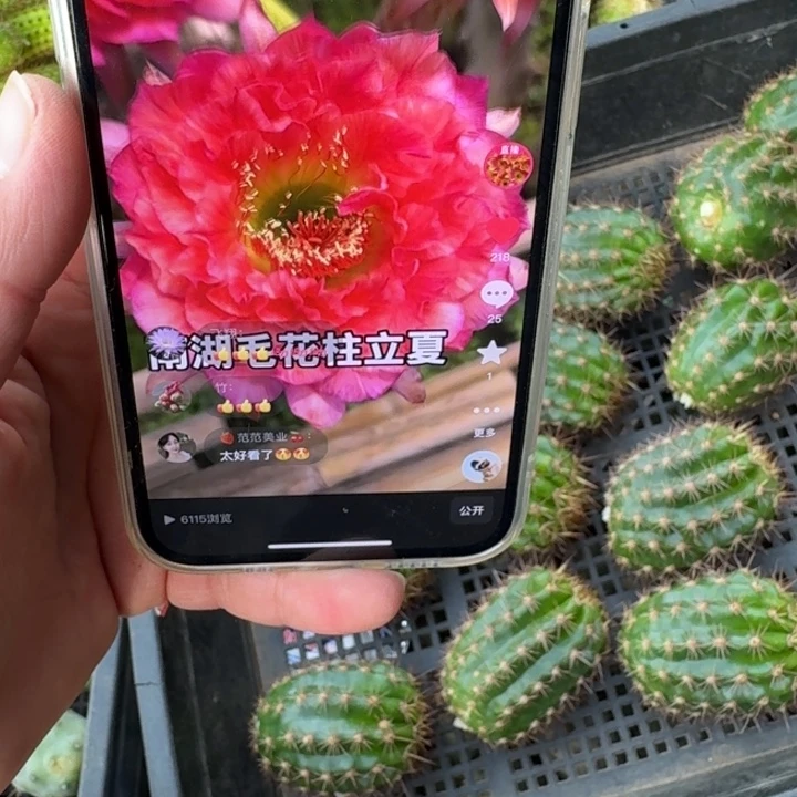 222毛花柱立夏歪无根侧牙4公分左右