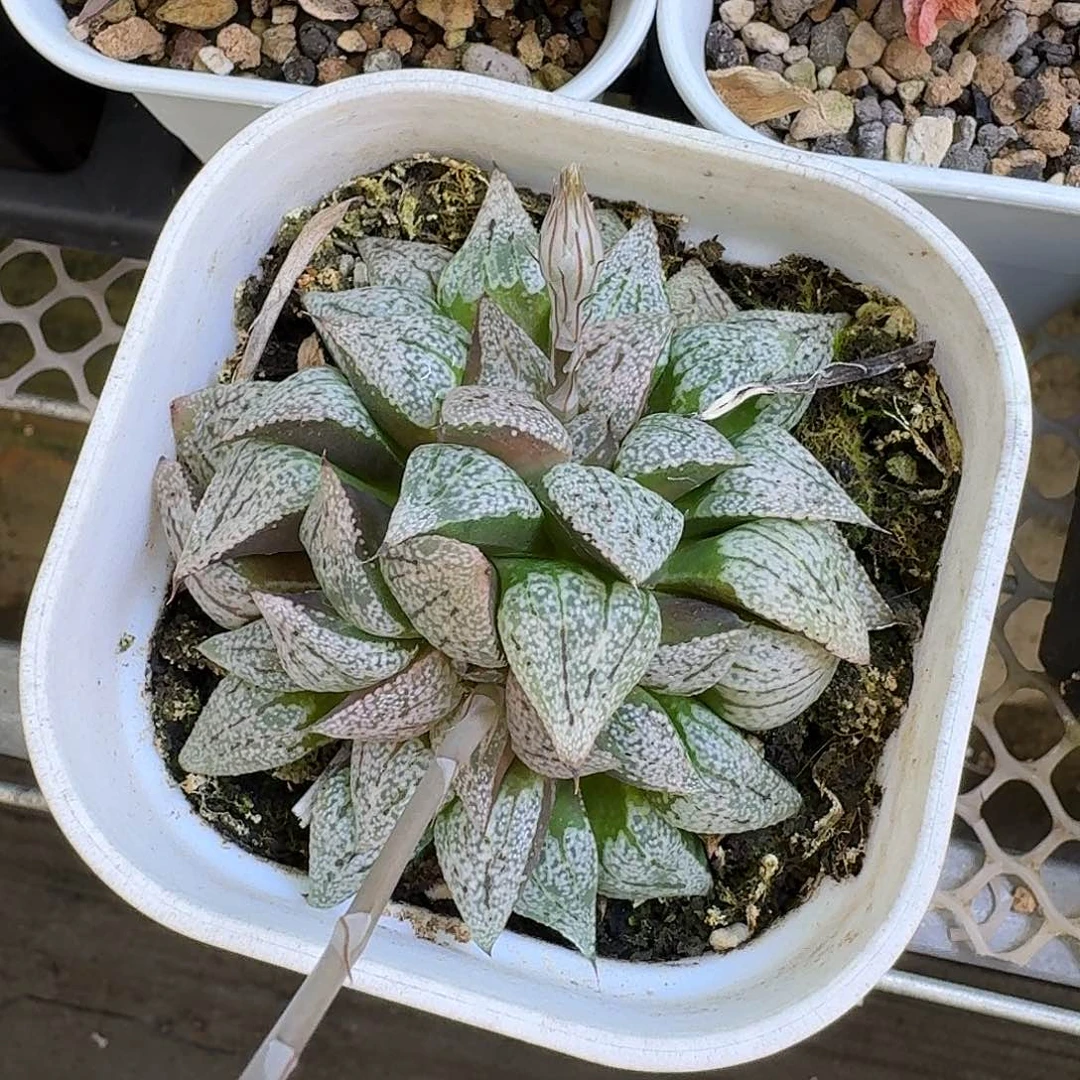 实生大白银双头老桩