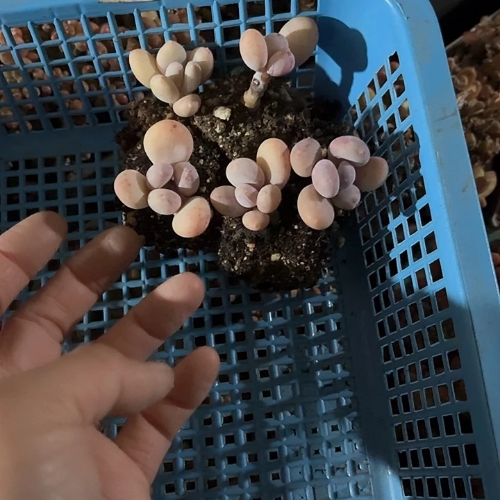 小**语h g g g g g g g 156