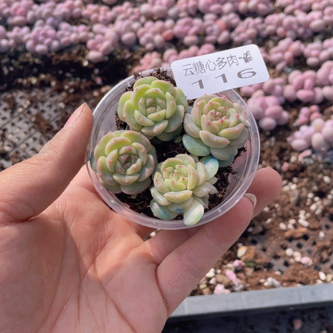 云糖心多肉植物116
