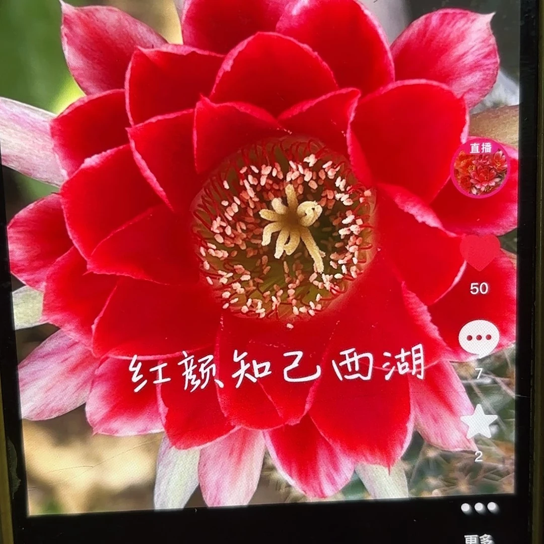 红颜自己丽花侧牙20包邮仙人球3