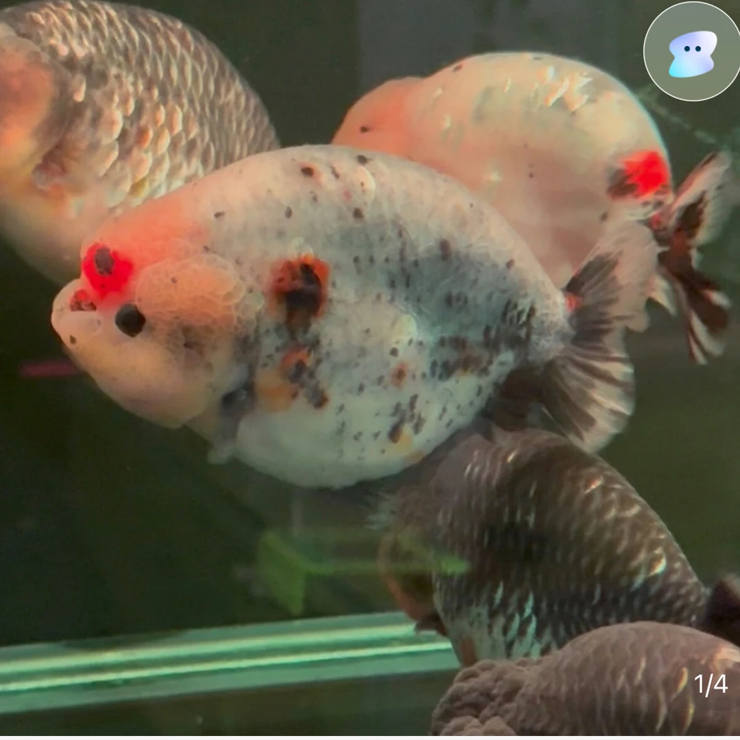 金鱼 兰寿金鱼直播选鱼为准 对版发货观赏鱼耐活