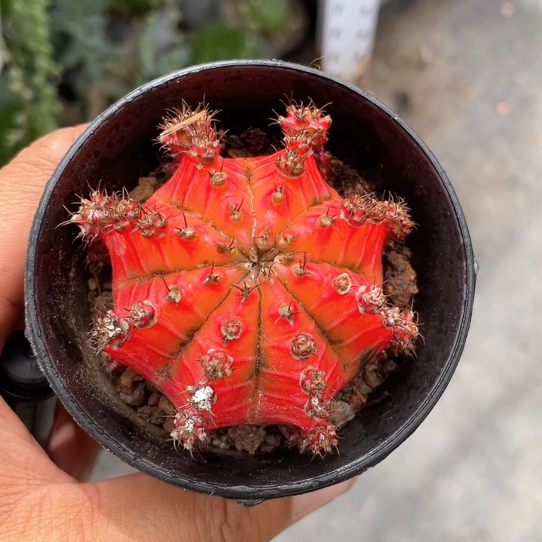 五彩牡丹带盆发货