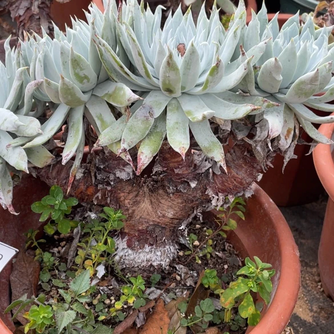 【闪购商品】黑***使60127