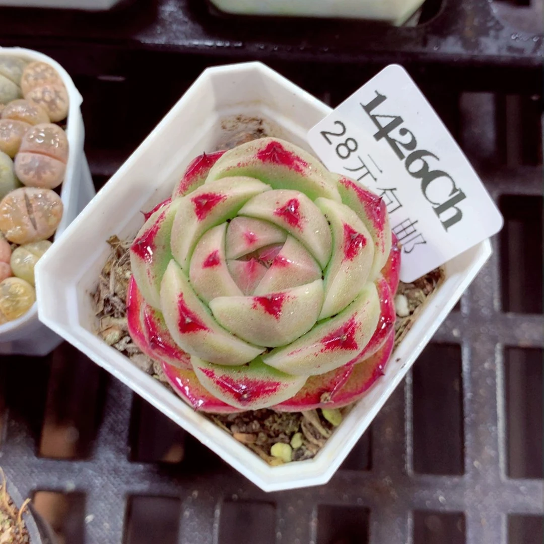 5厘米盆精控多肉1426