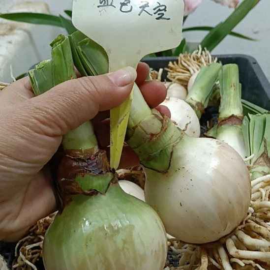 无花朵血色天空6+发一个