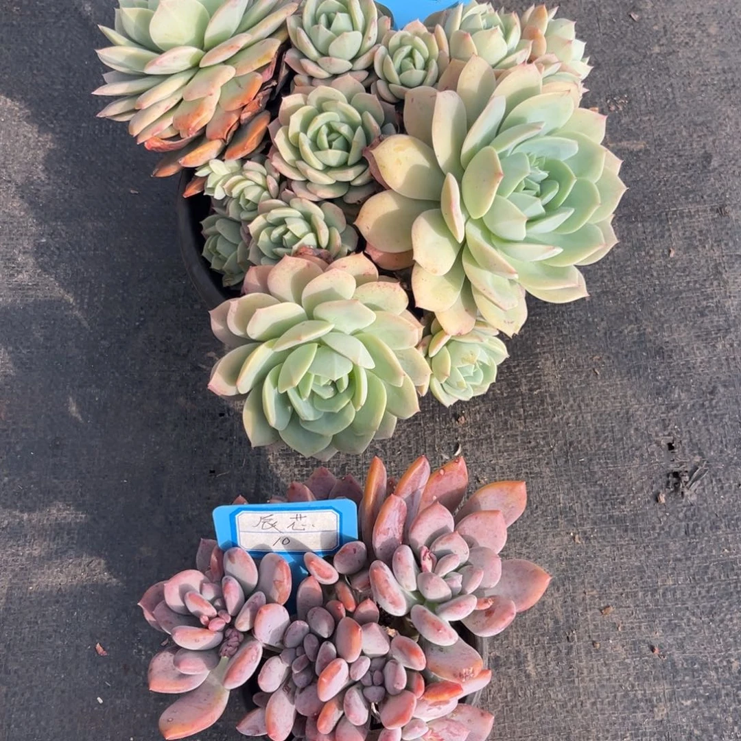 小雨多肉恋曲灰姑娘晨芯