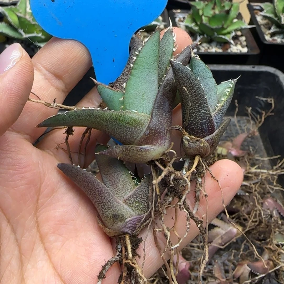 拿****饭实生4颗啦啦啦啦啦啦