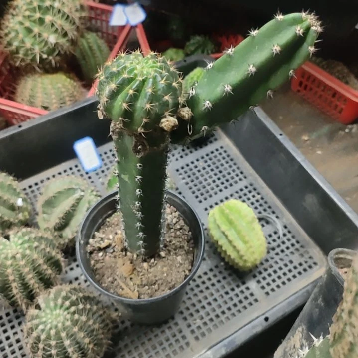 仙人球袖普嫁接橙牡丹