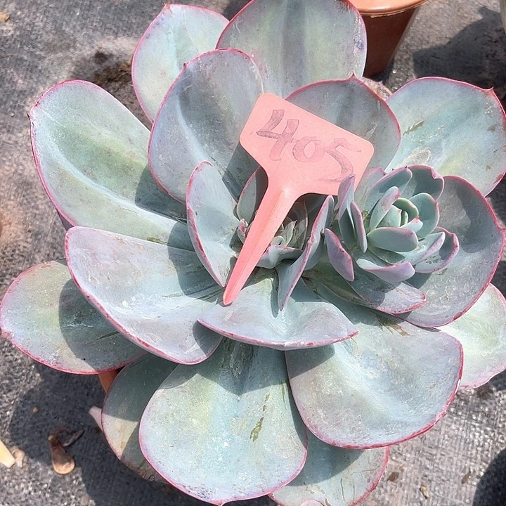 晨语多肉，一物一拍克林的蓝405