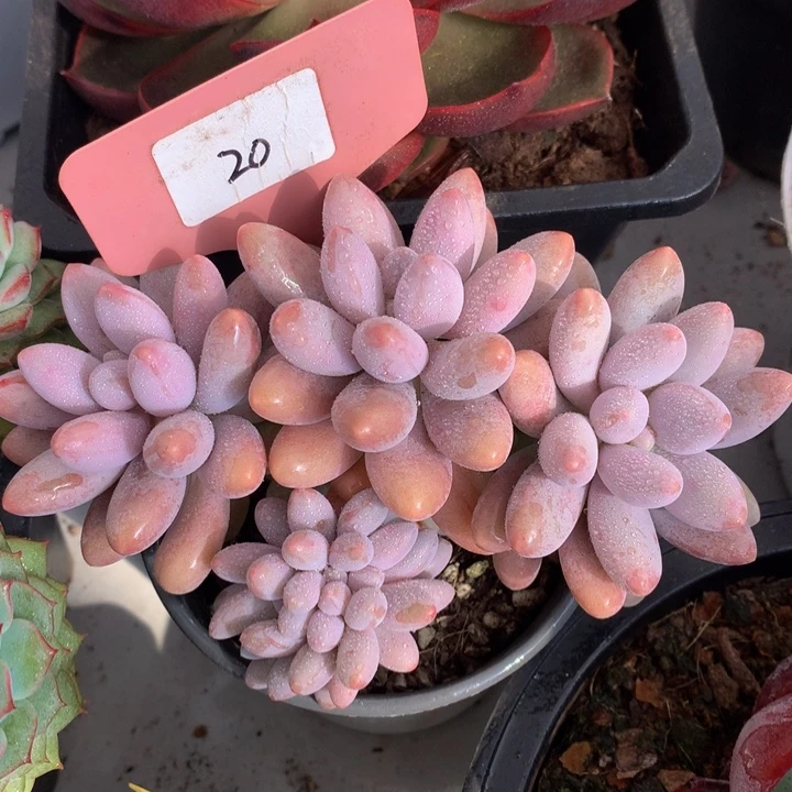 粉的恋人多日子黑素727272728